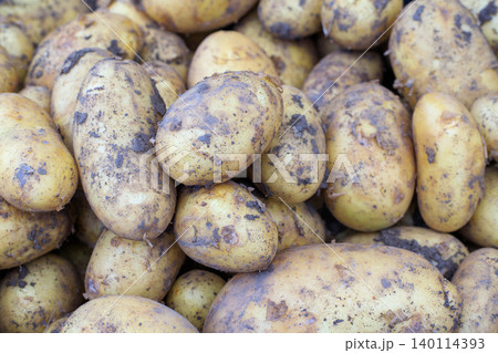 Fresh vegetables at farmers market stand, pile of raw unpeeled potatoes with dirty soil particles on grocery display Fresh vegetables at farmers market stand, pile of raw unpeeled potatoes with dirty soil particles on grocery display 140114393