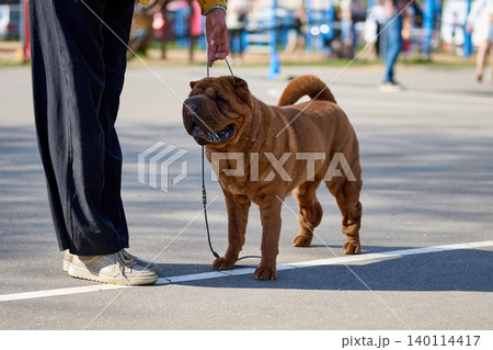 A person enjoys a sunny day at the park, holding a leash connected to a friendly, wrinkled Shar Pei. Laughter and energy fill the surroundings A person enjoys a sunny day at the park, holding a leash connected to a friendly, wrinkled Shar Pei. Laughter and energy fill the surroundings 140114417