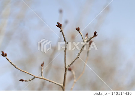 Delicate Early Spring Buds Of A Quaking Aspen 140114430