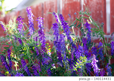 Tufted Vetch On An Alley Fence 140114431