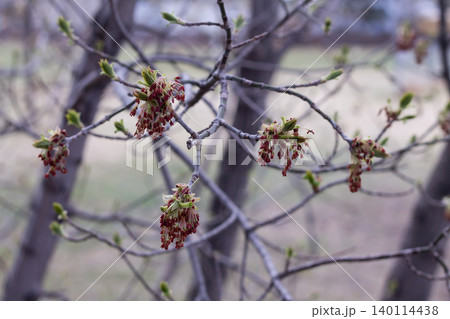 Manitoba Maple Flowers In Early Spring 140114438