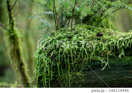 Verdant Mossy Forest And Waved Silk-Moss 140114440