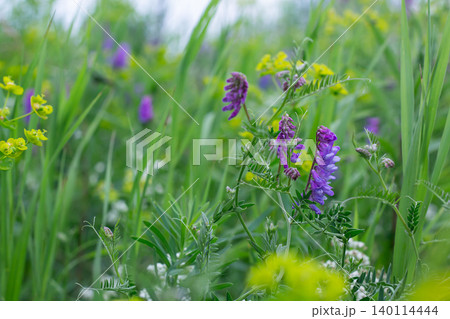 Tufted Vetch And Leafy Spurge In A Meadow Tufted Vetch And Leafy Spurge In A Meadow 140114444