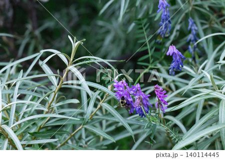 A Bumblebee Forages Tufted Vetch Flowers In A Sea Buckthorn Thicket A Bumblebee Forages Tufted Vetch Flowers In A Sea Buckthorn Thicket 140114445