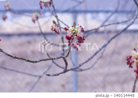 Red Stamens Of A Manitoba Maple 140114448