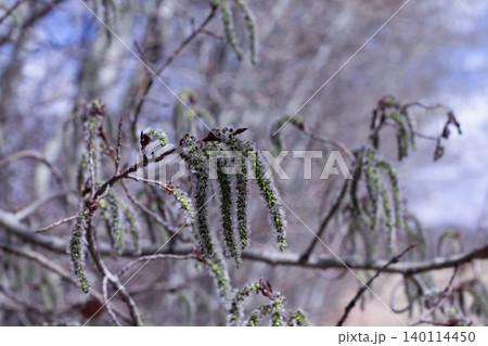 Quaking Aspen Catkins In Early Spring Quaking Aspen Catkins In Early Spring 140114450