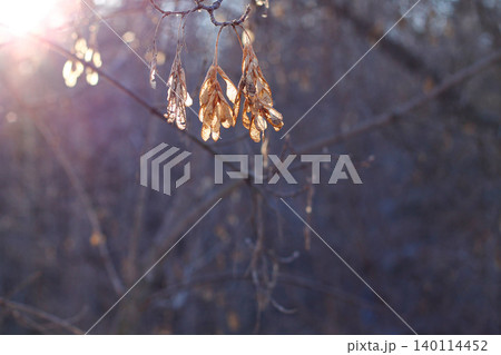 Manitoba Maple Seeds Dangle In Winter Sun  140114452