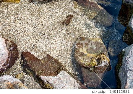 石垣に生える苔 石垣に生える苔 140115921
