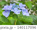 柔らかい陽射しを浴びる初夏のあじさい 140117096