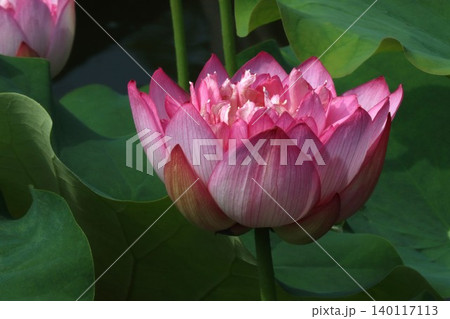 蓮華座のごとき蓮の花仏座すー弐 蓮華座のごとき蓮の花仏座すー弐 140117113