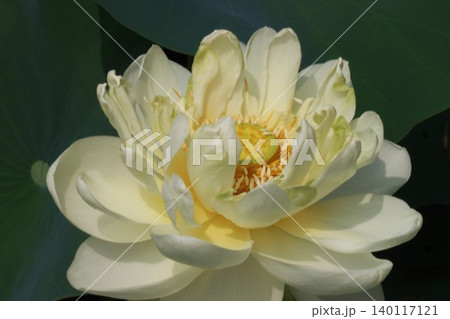朝を待ち蓮の花今とばかりに咲くー六 朝を待ち蓮の花今とばかりに咲くー六 140117121