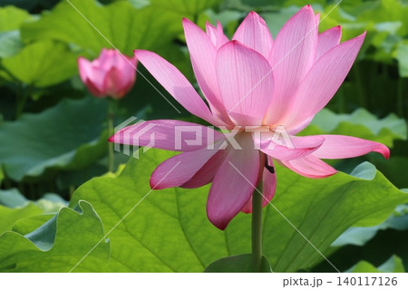 一茎に一花の気高さ蓮の華ー弐 一茎に一花の気高さ蓮の華ー弐 140117126