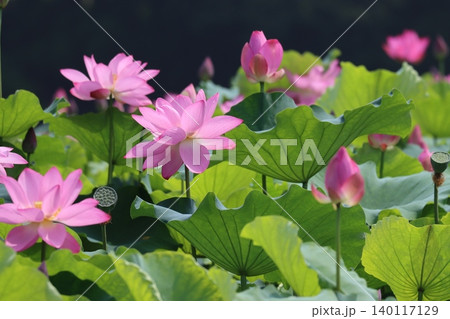 朝を待ち蓮の花今とばかりに咲くー六 140117129