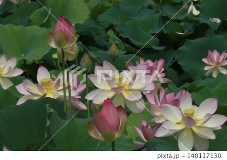朝を待ち蓮の花今とばかりに咲くー七 朝を待ち蓮の花今とばかりに咲くー七 140117130