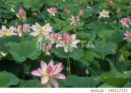 朝を待ち蓮の花今とばかりに咲くー八 朝を待ち蓮の花今とばかりに咲くー八 140117131