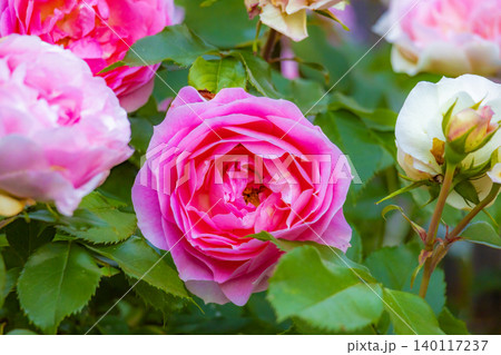 バラの花が咲く庭 バラの花が咲く庭 140117237
