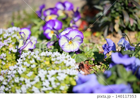 爽やか ビオラの花 爽やか ビオラの花 140117353