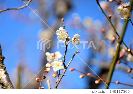 爽やか　白梅の花　南高 140117569