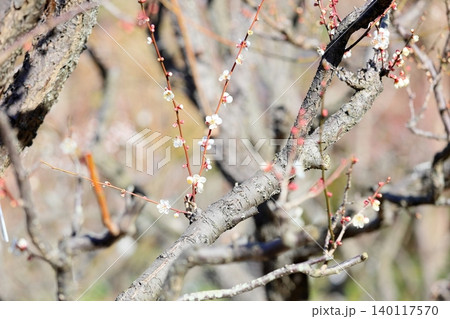 爽やか 白梅の花 揚羽の蝶 爽やか 白梅の花 揚羽の蝶 140117570