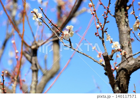 爽やか 白梅の花 揚羽の蝶 爽やか 白梅の花 揚羽の蝶 140117571