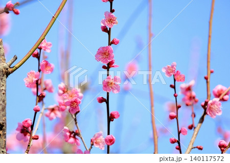 可愛い ピンクの梅の花 雛曇り 可愛い ピンクの梅の花 雛曇り 140117572
