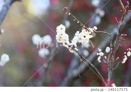 爽やか 白梅の花 虎の尾 爽やか 白梅の花 虎の尾 140117575