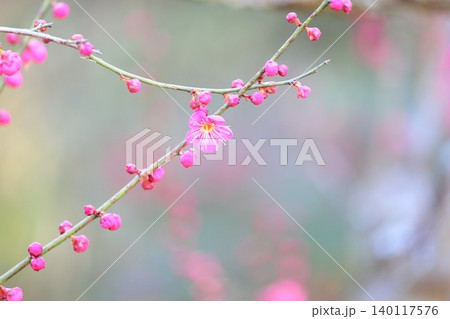 可愛い ピンクの梅の花 一重寒紅 可愛い ピンクの梅の花 一重寒紅 140117576