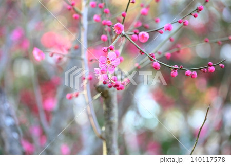可愛い ピンクの梅の花 一重寒紅 可愛い ピンクの梅の花 一重寒紅 140117578