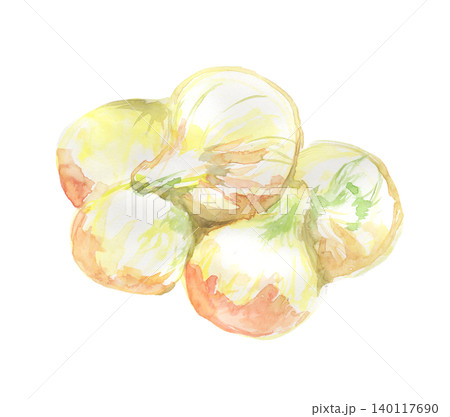 新玉ねぎの水彩イラスト 140117690
