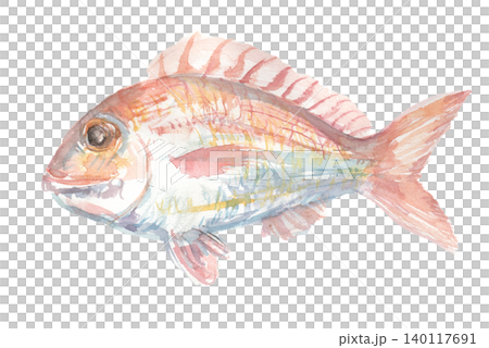 一幅紅鯛魚的水彩插圖 一幅紅鯛魚的水彩插圖 140117691