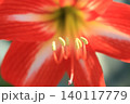 赤いアマリリスの花 140117779