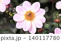 秋の花壇に咲くガザニアの花 140117780