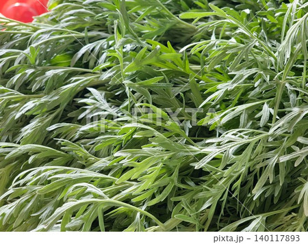 Natural pattern of Artemisia vulgaris leaves in a garden setting Natural pattern of Artemisia vulgaris leaves in a garden setting 140117893