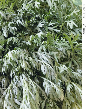 Silver-backed Artemisia vulgaris leaves with contrasting green foliage Silver-backed Artemisia vulgaris leaves with contrasting green foliage 140117895