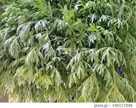 Dense foliage of Artemisia vulgaris displaying silver leaf undersides Dense foliage of Artemisia vulgaris displaying silver leaf undersides 140117896
