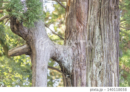 熊野那智神社 高舘連理の杉 境内にある縁結びの夫婦杉 H型 二柱の杉【宮城県名取市】 熊野那智神社 高舘連理の杉 境内にある縁結びの夫婦杉 H型 二柱の杉【宮城県名取市】 140118038