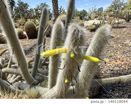 Beautiful blossom Cleistocactus (Cleistocactus ritteri) Beautiful blossom Cleistocactus (Cleistocactus ritteri) 140118044