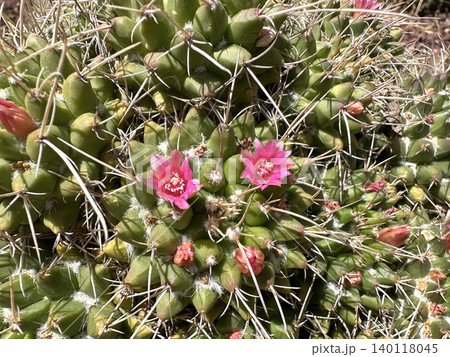 Beautiful blossom Mammillaria (Mammillaria polythele) Beautiful blossom Mammillaria (Mammillaria polythele) 140118045