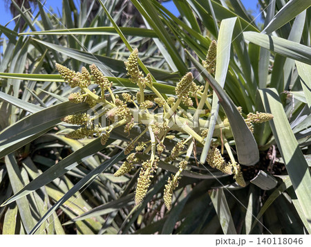 Dragon tree (lat. - Dracaena draco) in the cactus garden in Park Yarkon, Tel Aviv Dragon tree (lat. - Dracaena draco) in the cactus garden in Park Yarkon, Tel Aviv 140118046