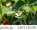 いちごの花の蜜を吸う蜜蜂 140118106