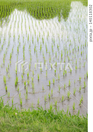 日本の田植え後の水田に広がる稲の苗と農業風景、美しい田んぼ 日本の田植え後の水田に広がる稲の苗と農業風景、美しい田んぼ 140118302