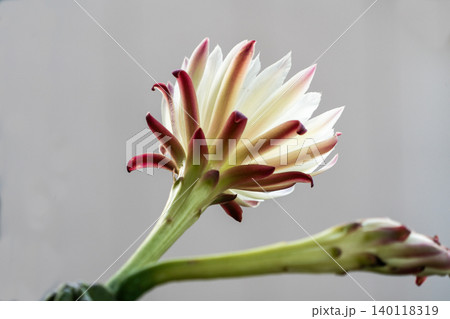 自宅で咲いた柱サボテンの花 自宅で咲いた柱サボテンの花 140118319