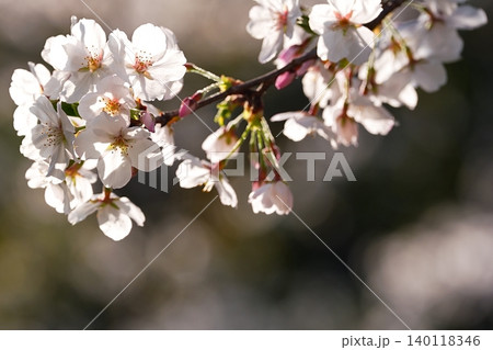 春の陽光に包まれる桜の花 140118346
