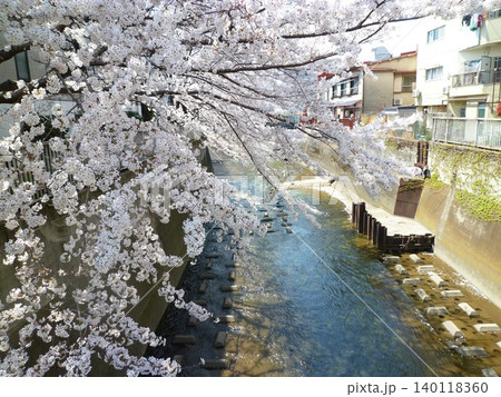 高田馬場の桜 140118360