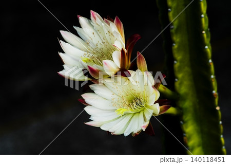 自宅で咲いた柱サボテンの花 自宅で咲いた柱サボテンの花 140118451