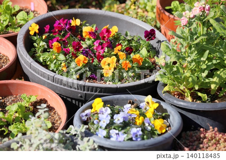 爽やか 鉢植え ビオラの花 爽やか 鉢植え ビオラの花 140118485