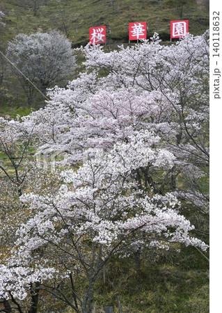 満開の桜のある風景 140118632