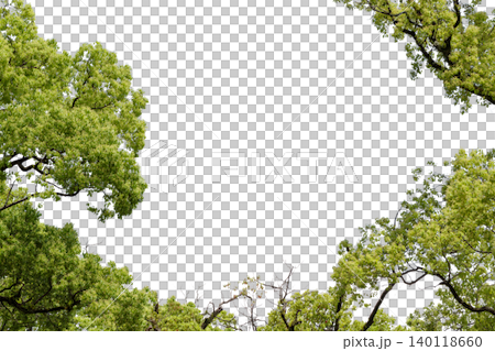 透過背景の新緑の葉と枝を切り抜いた植物素材写真 140118660