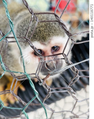 トリアスふれあい動物園の動物達 トリアスふれあい動物園の動物達 140118771