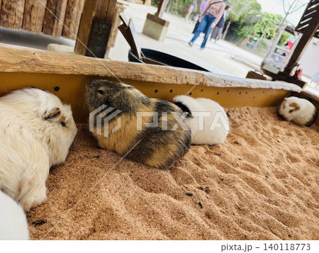 トリアスふれあい動物園の動物達 トリアスふれあい動物園の動物達 140118773
